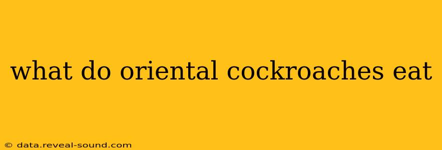 what do oriental cockroaches eat