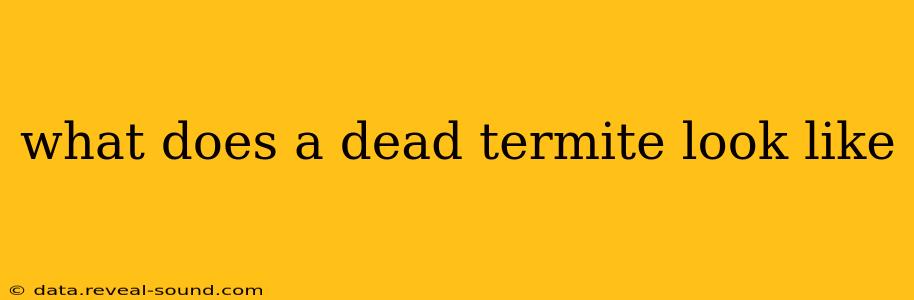 what does a dead termite look like