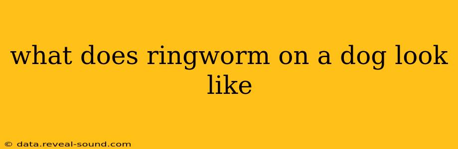 what does ringworm on a dog look like