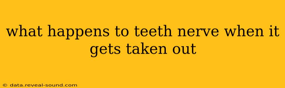 what happens to teeth nerve when it gets taken out