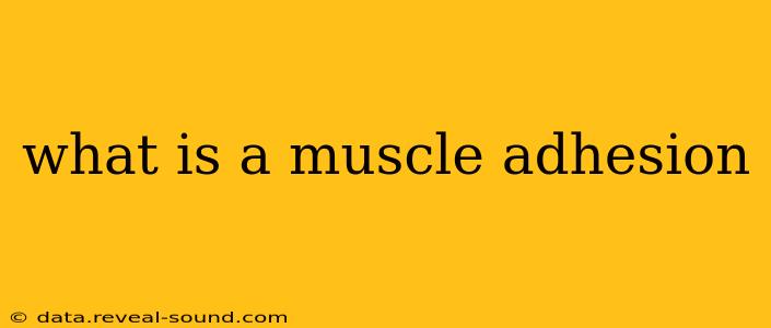 what is a muscle adhesion
