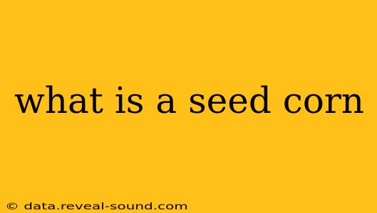 what is a seed corn