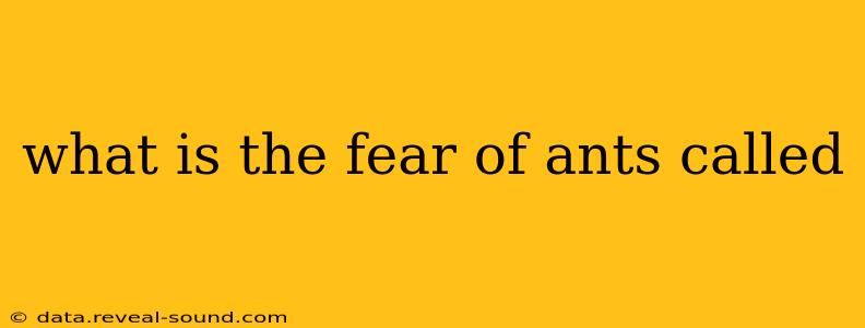 what is the fear of ants called
