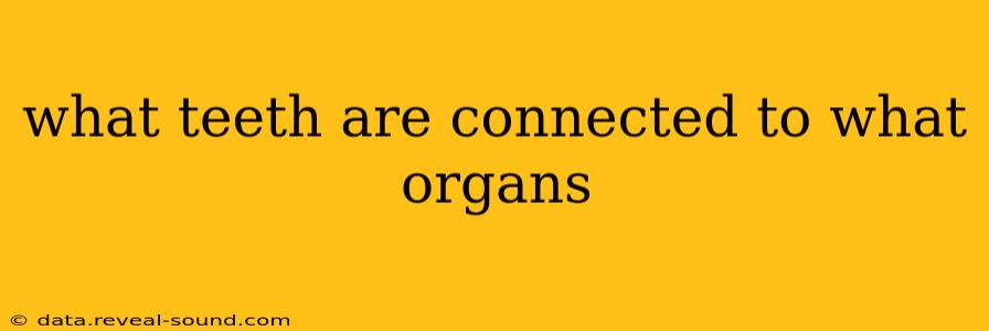 what teeth are connected to what organs