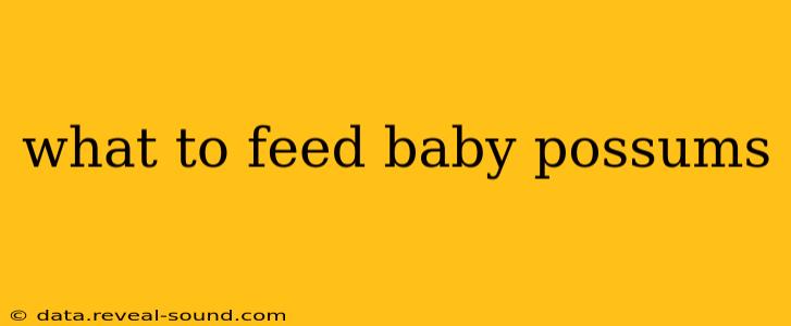what to feed baby possums
