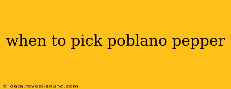 when to pick poblano pepper