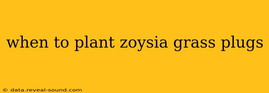 when to plant zoysia grass plugs