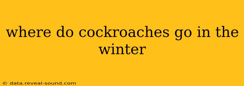 where do cockroaches go in the winter