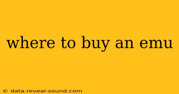 where to buy an emu