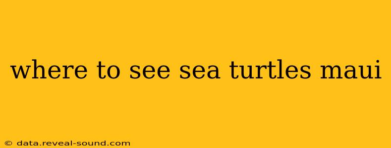 where to see sea turtles maui
