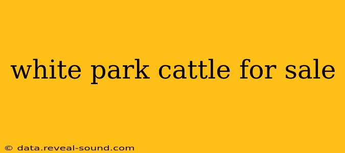 white park cattle for sale