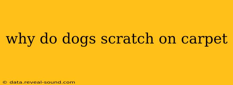 why do dogs scratch on carpet