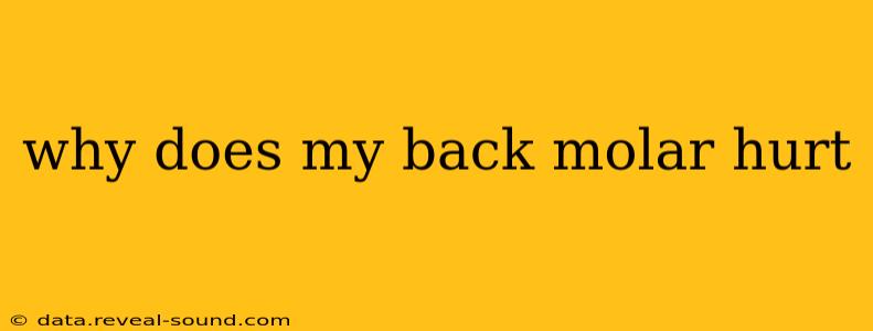 why does my back molar hurt