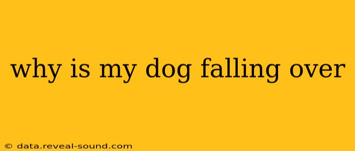 why is my dog falling over
