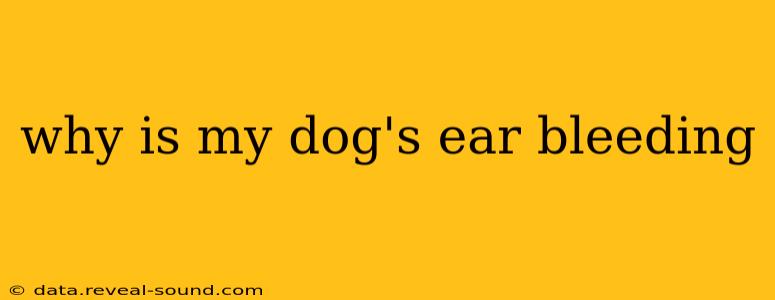 why is my dog's ear bleeding