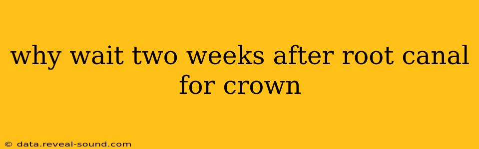 why wait two weeks after root canal for crown