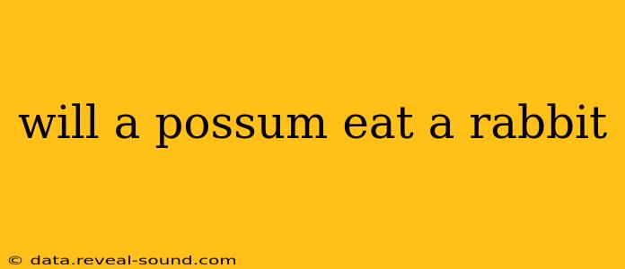 will a possum eat a rabbit