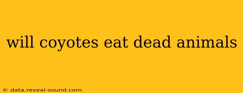 will coyotes eat dead animals