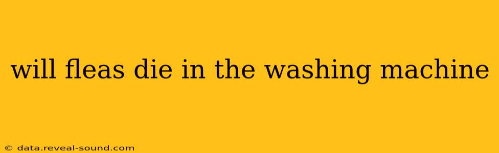 will fleas die in the washing machine