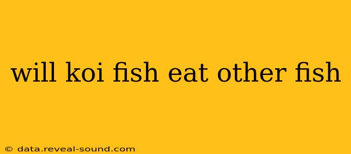 will koi fish eat other fish