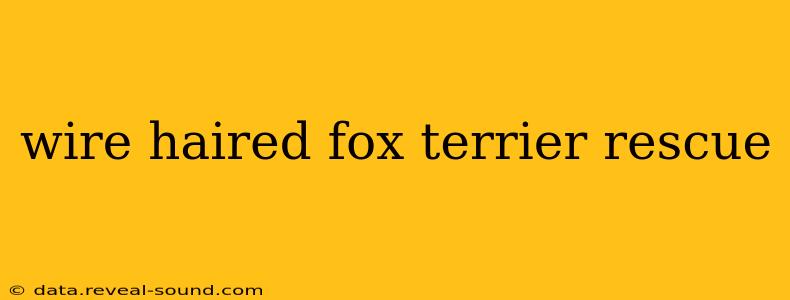 wire haired fox terrier rescue