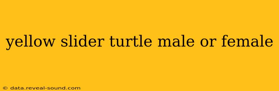 yellow slider turtle male or female