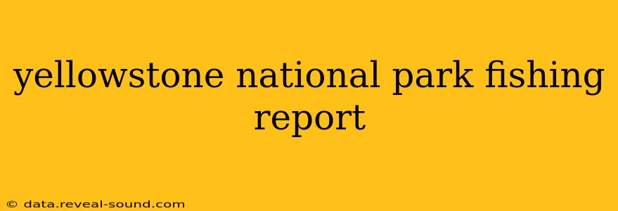 yellowstone national park fishing report